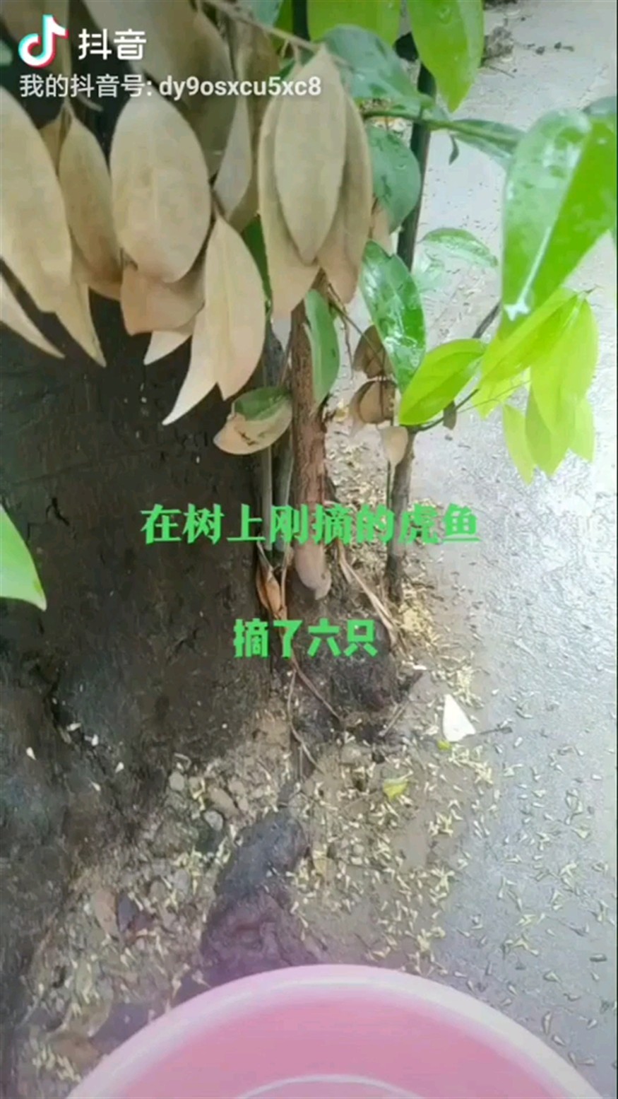 在自個(gè)家旁邊樹(shù)上摘的虎魚(yú) 在自個(gè)家旁邊樹(shù)上摘的虎魚(yú) 虎魚(yú)百科