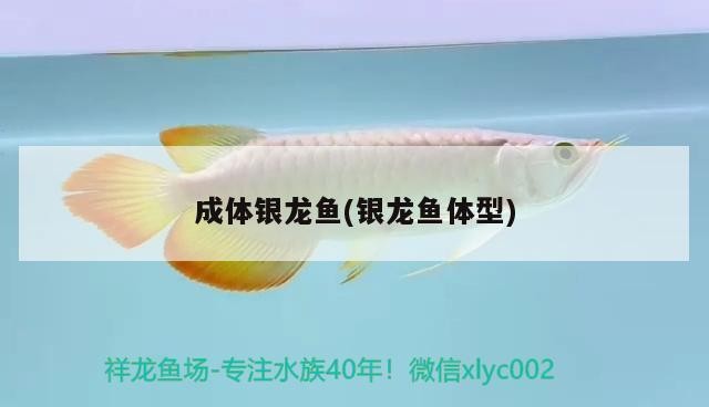 成體銀龍魚(銀龍魚體型)