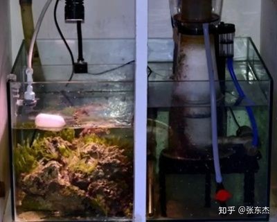 柏林魚缸爆炸視頻：柏林魚缸爆炸事件后續(xù)處理