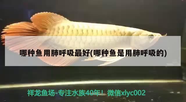 哪種魚用肺呼吸最好(哪種魚是用肺呼吸的)
