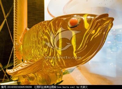 金龍魚怎么樣才爬背上色快 龍魚百科 第1張 金龍魚怎么樣才爬背上色快 金龍魚怎么樣才爬背上色快 龍魚百科 第1張