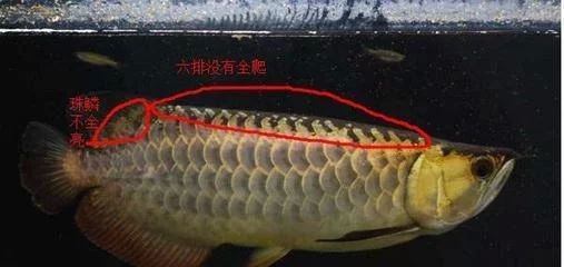 龍魚掉了一片鱗要升溫加鹽嗎為什么