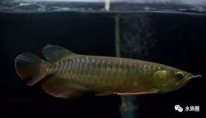 龍魚掉了一片鱗要升溫加鹽嗎為什么
