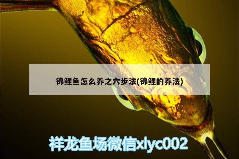 錦鯉魚(yú)怎么養(yǎng)之六步法(錦鯉的養(yǎng)法)