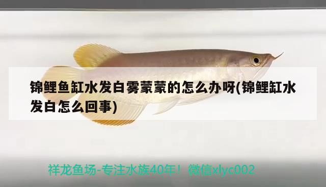 北京周六準備去魚市逛逛買虎魚