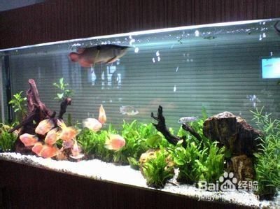 紅帝王雷龍魚百科視頻(紅星雷龍魚)