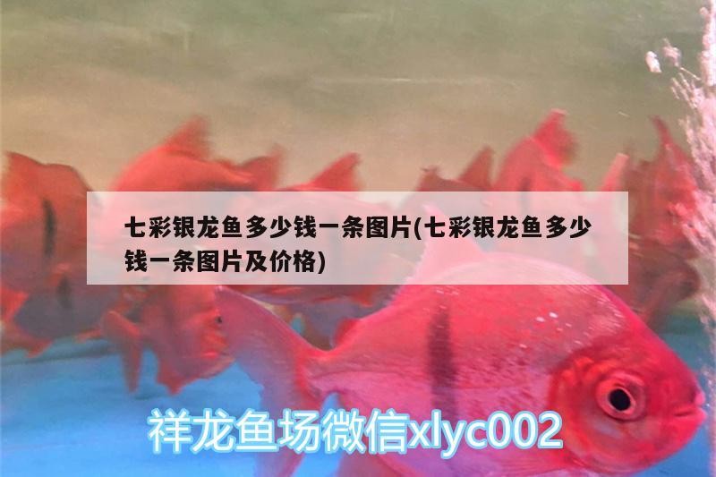 七彩銀龍魚多少錢一條圖片(七彩銀龍魚多少錢一條圖片及價格)