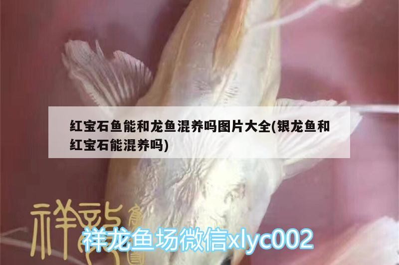 紅寶石魚能和龍魚混養嗎圖片大全(銀龍魚和紅寶石能混養嗎)