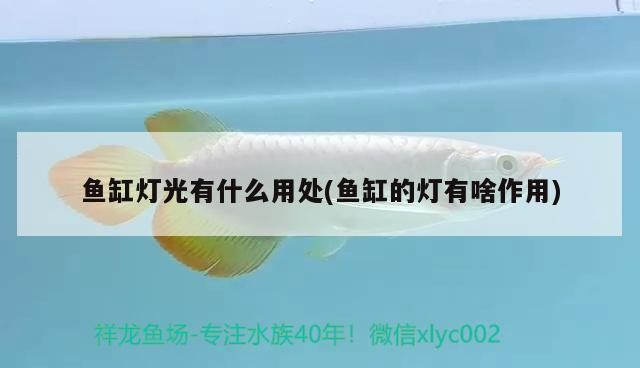 虎魚吃什么，虎魚飼養注意事項，泰國虎魚吃什么食物和淡水蝦虎魚吃什么