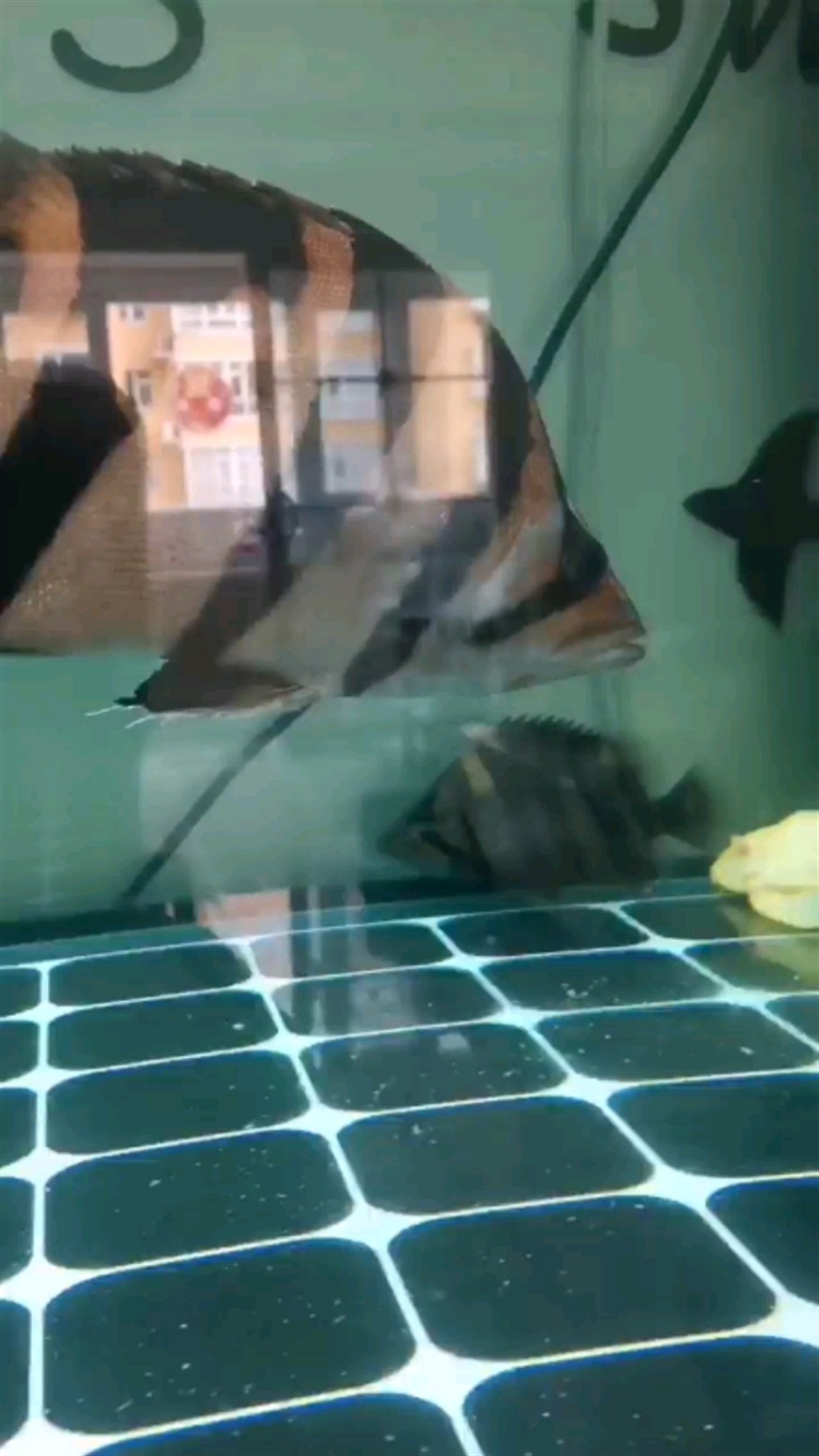 虎魚起沙
