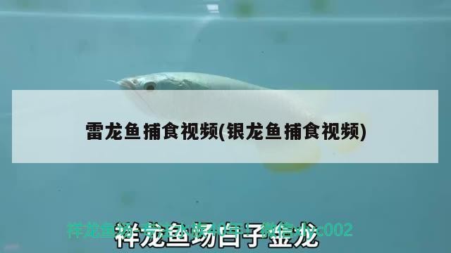 雷龍魚捕食視頻(銀龍魚捕食視頻)