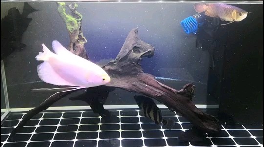 龍魚回家一個(gè)月被虎魚打掉四片鱗