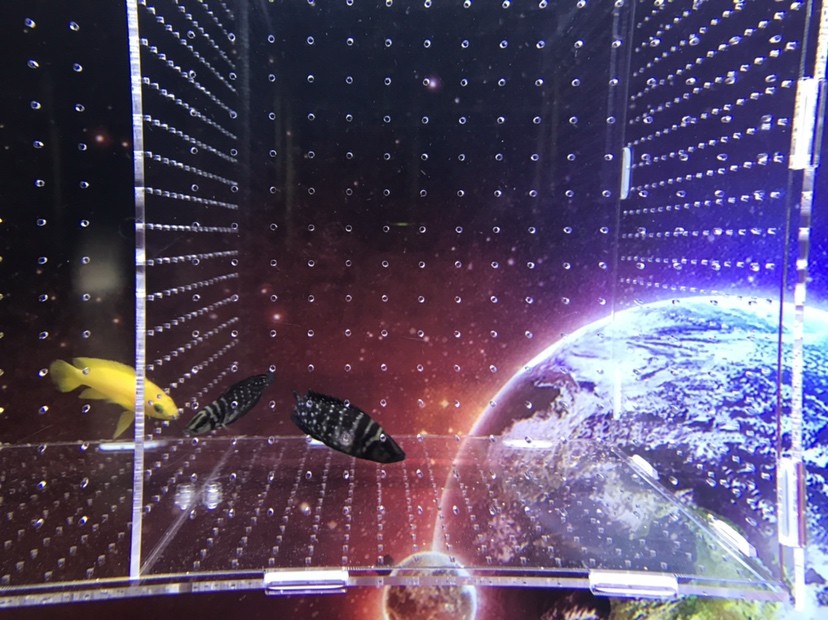 求助小虎魚身體爛洞 求助小虎魚身體爛洞 虎魚百科 第2張