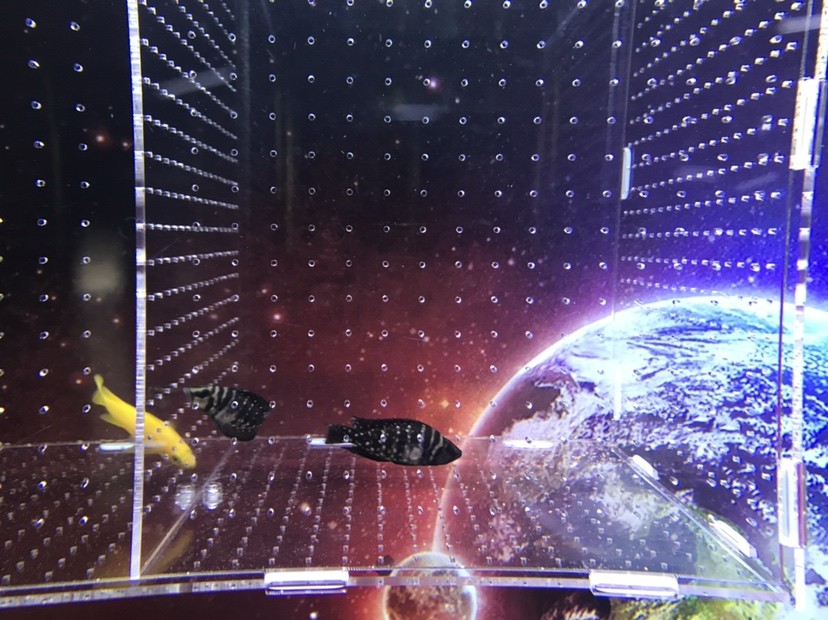 求助小虎魚身體爛洞 求助小虎魚身體爛洞 虎魚百科 第1張