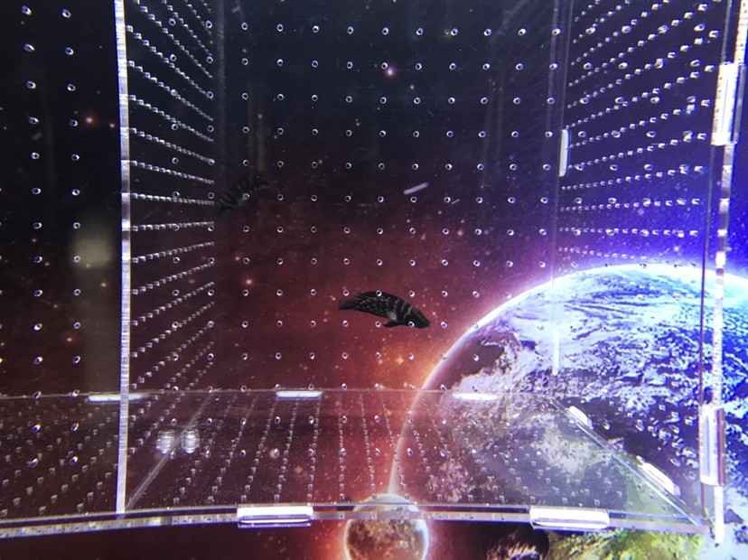 求助小虎魚身體爛洞 求助小虎魚身體爛洞 虎魚百科 第3張
