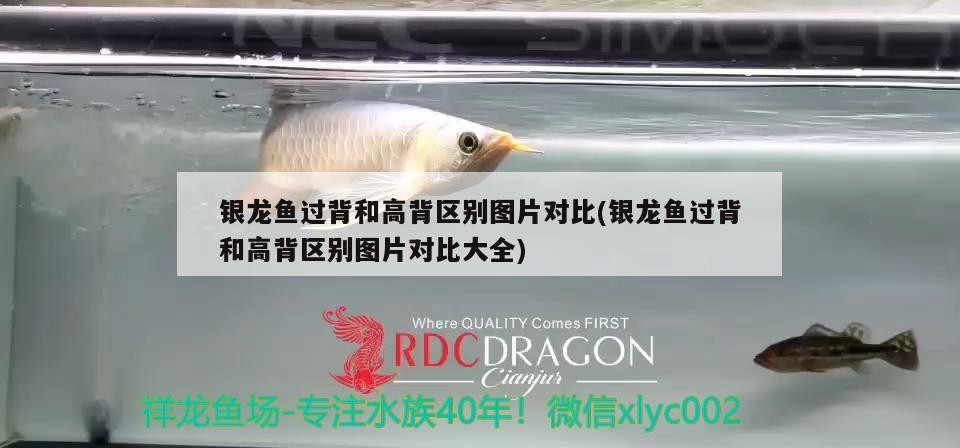 銀龍魚過背和高背區別圖片對比(銀龍魚過背和高背區別圖片對比大全)