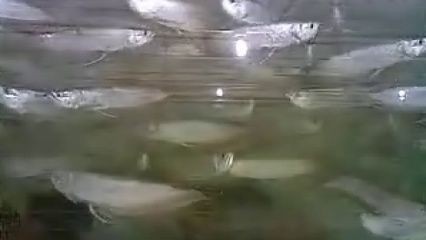 新手養銀龍魚教學
