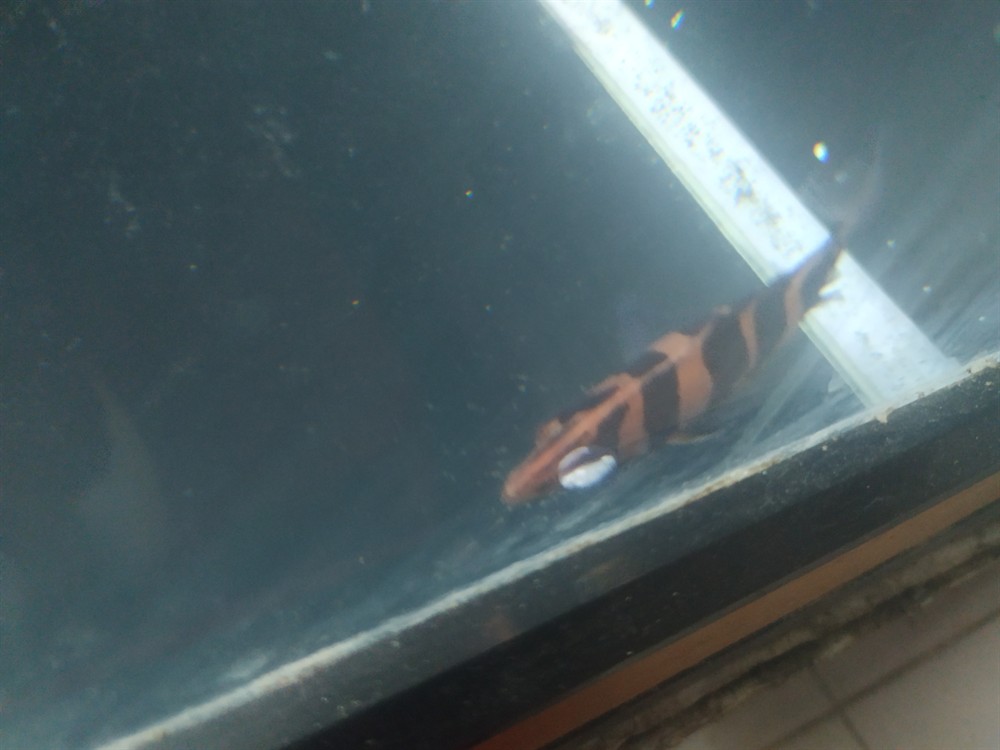 虎魚(yú)眼睛