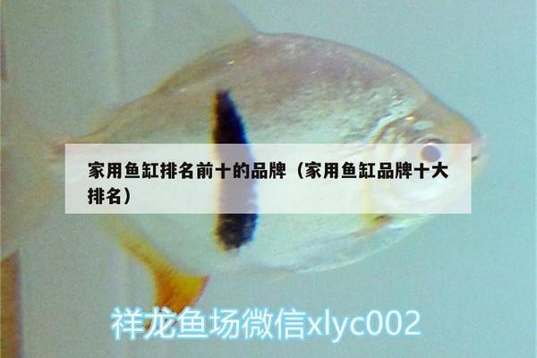 泰國(guó)虎魚(yú)怎么養(yǎng)（泰國(guó)虎魚(yú)怎么養(yǎng)高身高的）