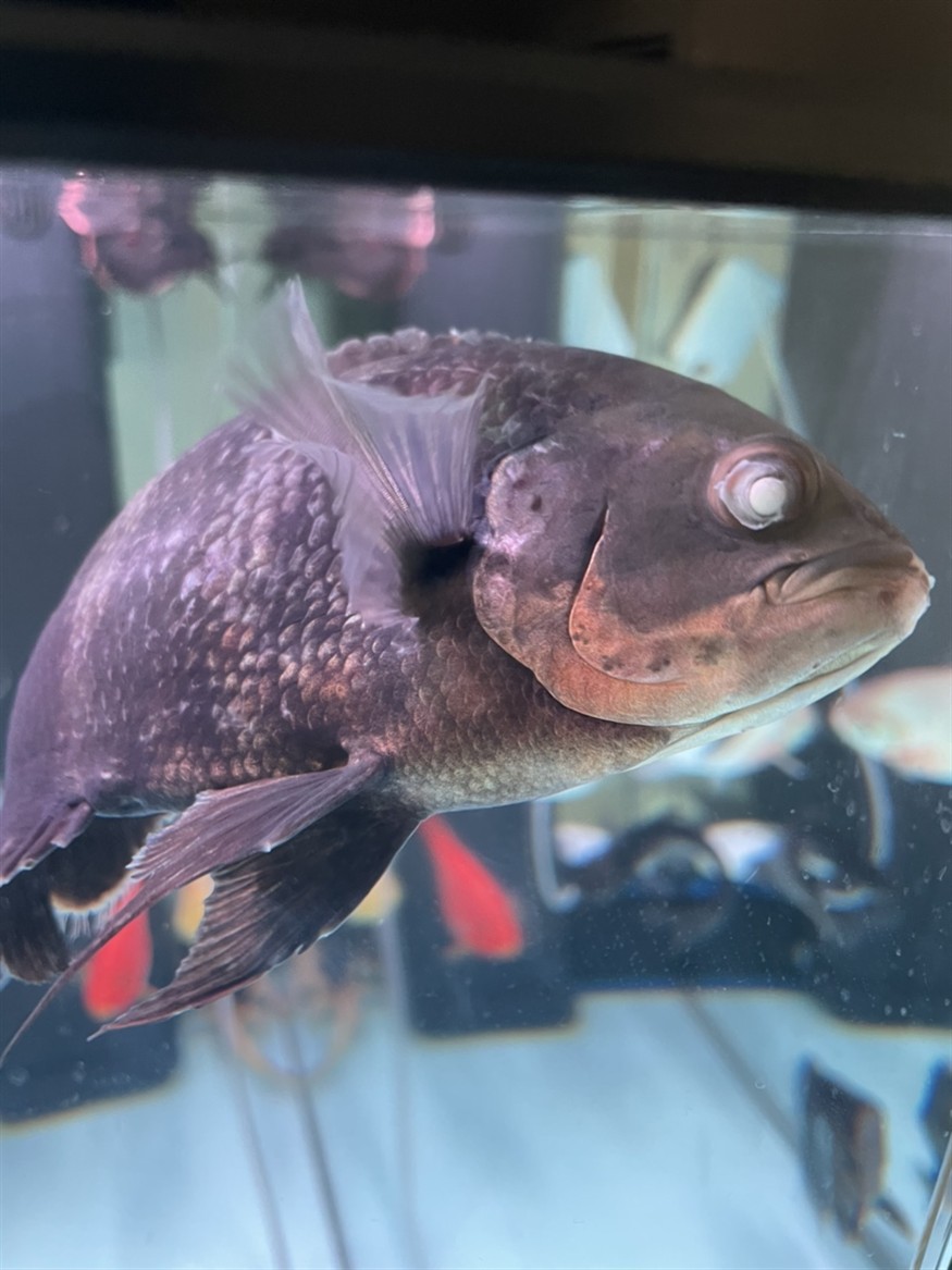 被虎魚咬蒙眼