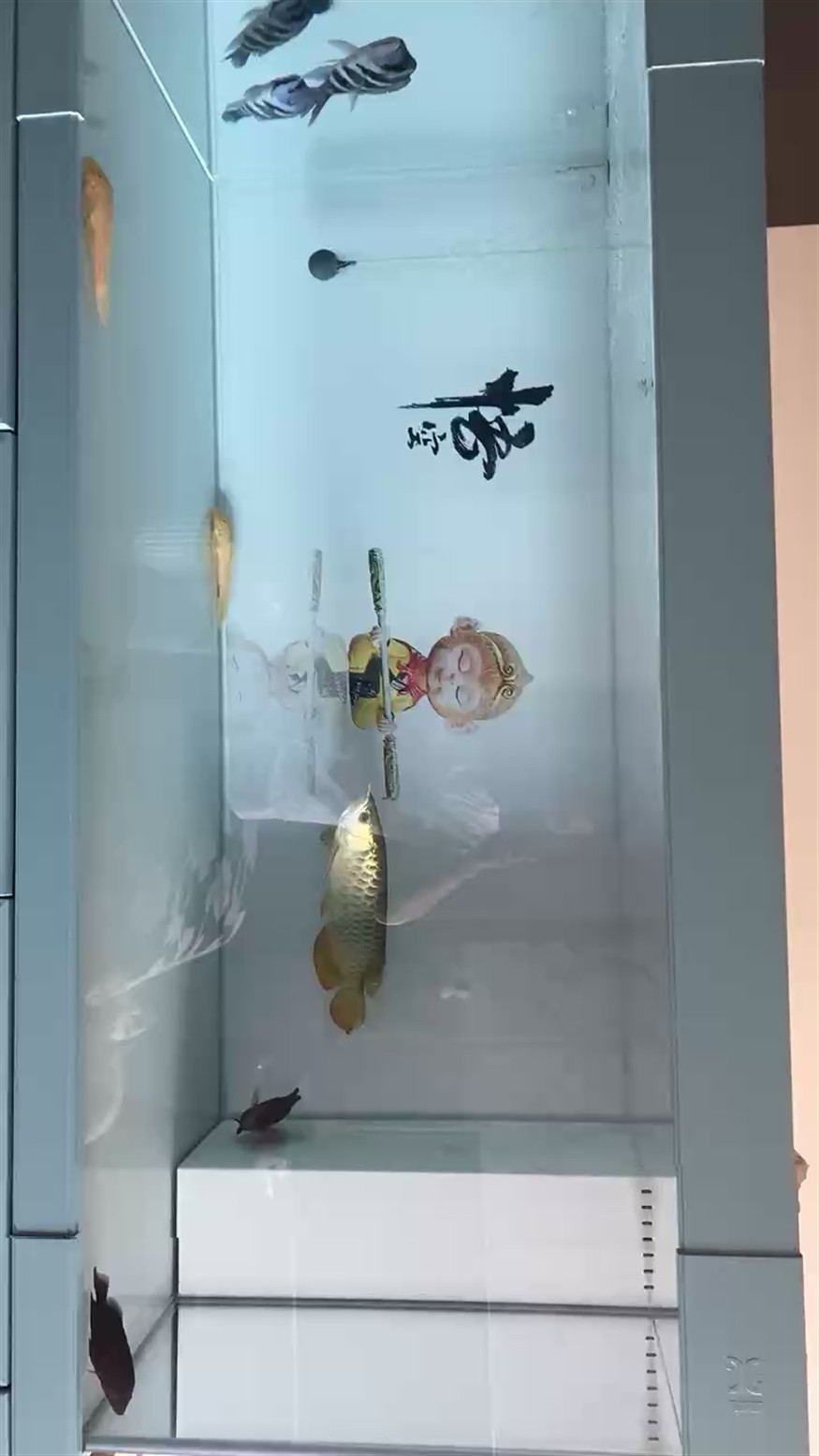 換缸后虎魚就沒明過