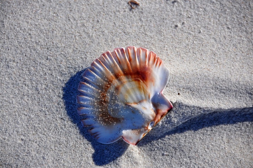 換缸后虎魚就沒明過