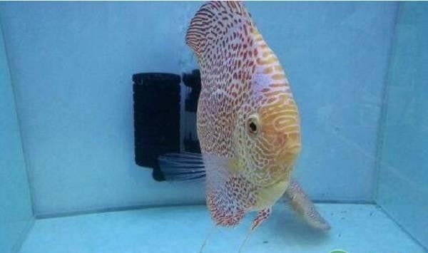 龍魚水霉病是什么原因引起的呢怎么治療