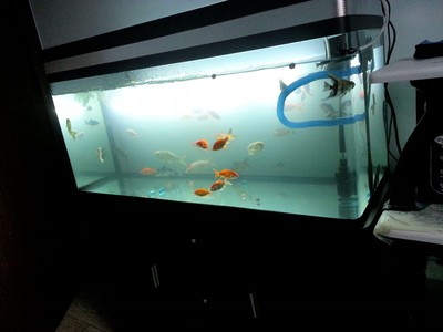 紅龍魚趴缸怎么回事兒啊（紅龍魚趴缸怎么回事兒啊視頻）