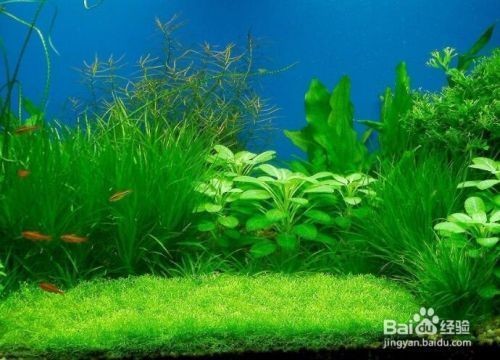 世界上最便宜的龍魚：世界上最便宜的龍魚品種，探尋世界上最便宜的龍魚