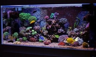 魚缸多久清洗，魚缸清洗后如何消毒魚缸內(nèi)壁清潔技巧魚缸內(nèi)壁清潔技巧