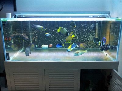 大魚缸改小魚缸：如何將大魚缸變成小魚缸