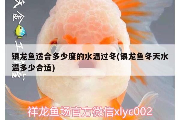 銀龍魚(yú)適合多少度的水溫過(guò)冬(銀龍魚(yú)冬天水溫多少合適)