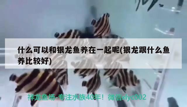 什么可以和銀龍魚養在一起呢(銀龍跟什么魚養比較好)