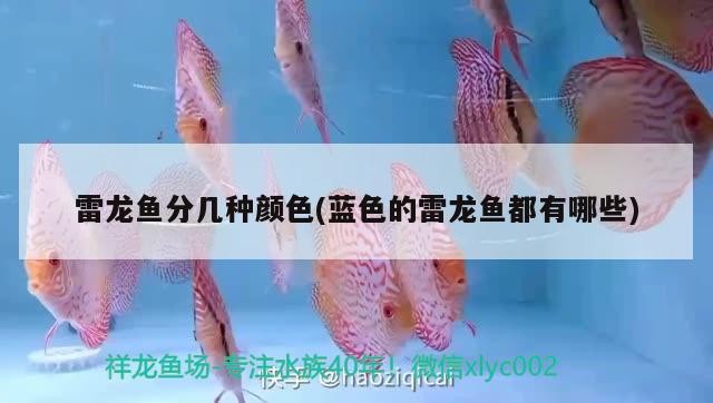 雷龍魚分幾種顏色(藍色的雷龍魚都有哪些)