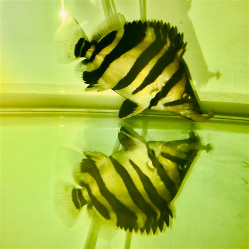 目前唯一的一條虎魚也不知道是什么品種 目前唯一的一條虎魚也不知道是什么品種 虎魚百科 第1張