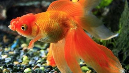鄭州市金水區四海水族館（鄭州市金水區四海水族館電話）