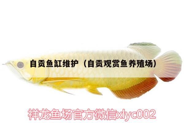 自貢魚缸維護（自貢觀賞魚養殖場）