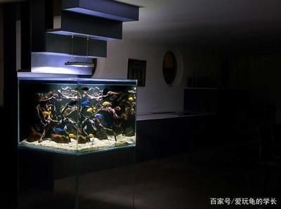 白色魚缸和黑色魚缸哪個好看：白色魚缸和黑色的魚缸哪個好看