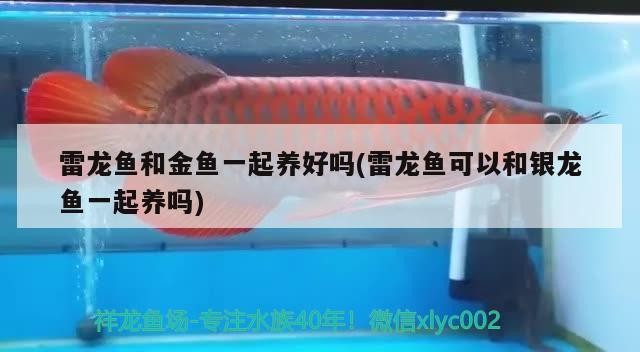雷龍魚和金魚一起養好嗎(雷龍魚可以和銀龍魚一起養嗎)