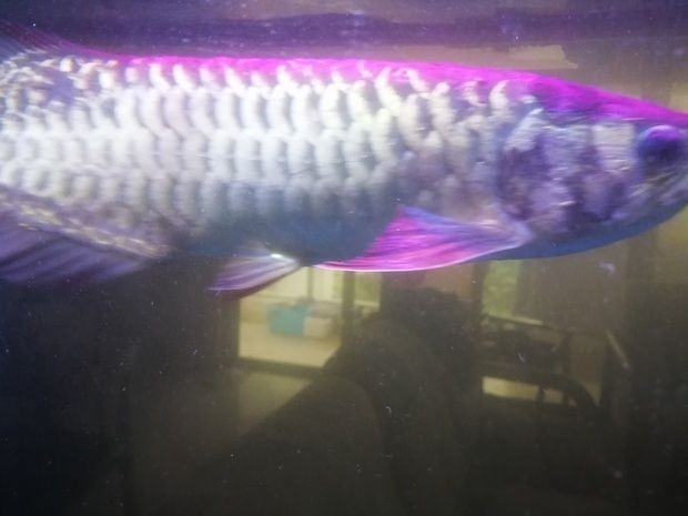 龍魚尾鰭有黑斑是什么意思啊