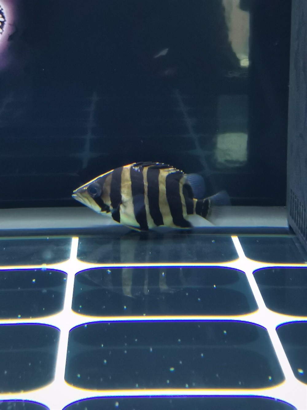 小虎魚明顯長 小虎魚明顯長 虎魚百科 第1張