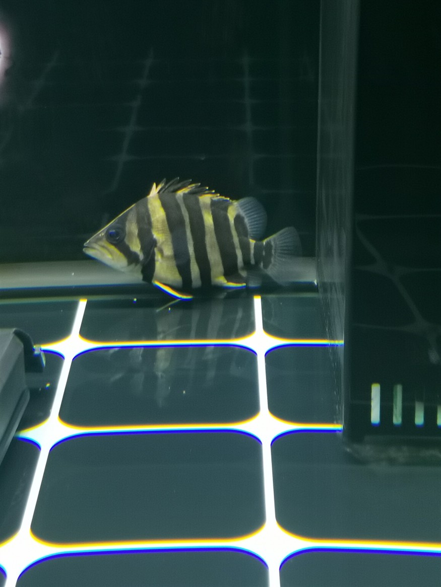 小虎魚明顯長 小虎魚明顯長 虎魚百科 第2張