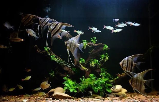 沈陽市和平區(qū)梓佳源水族館（沈陽市和平區(qū)梓佳源水族館電話）