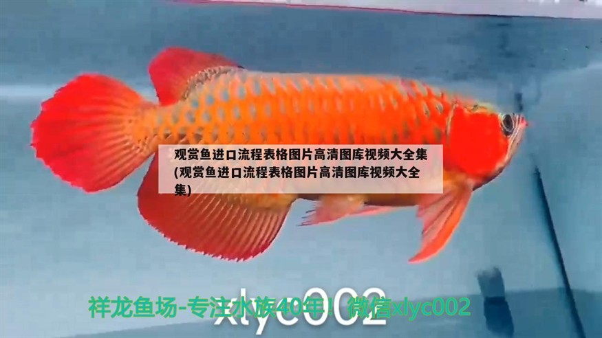 魚混養最佳搭配圖（銀龍魚混養最佳搭配圖）