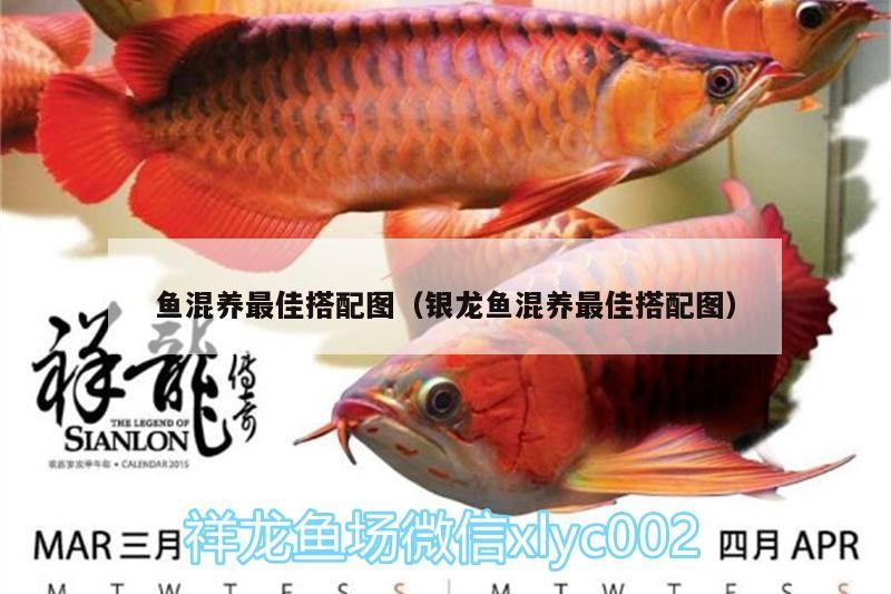 魚混養最佳搭配圖（銀龍魚混養最佳搭配圖）