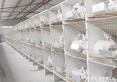 國內金龍魚養殖場排名榜