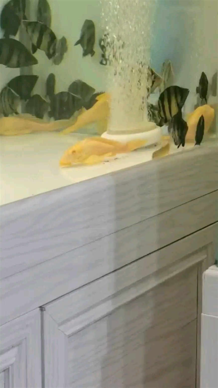 高身球虎、泰國虎魚