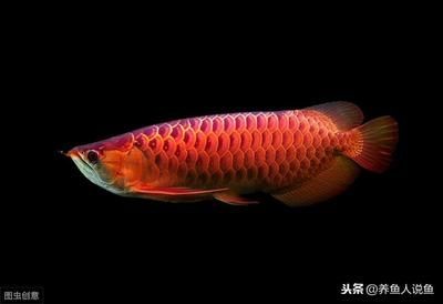 龍魚水怎么么調，龍魚水族箱水質管理要點總結龍魚水質管理要點總結
