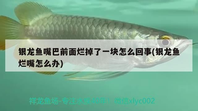 銀龍魚嘴巴前面爛掉了一塊怎么回事(銀龍魚爛嘴怎么辦)