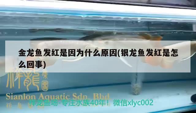金龍魚發紅是因為什么原因(銀龍魚發紅是怎么回事)